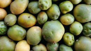 Porque devemos descartar as batatas com manchas verdes?