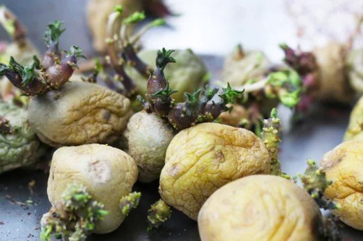 Batatas greladas, com elevado teor de solanina.